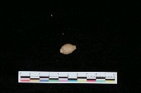 藏品(疙瘩寶螺)的圖片